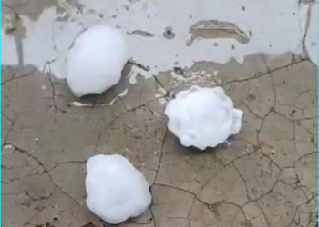 Breshëri sa një top tenisi, shkatërrohen të mbjellat në Elbasan!