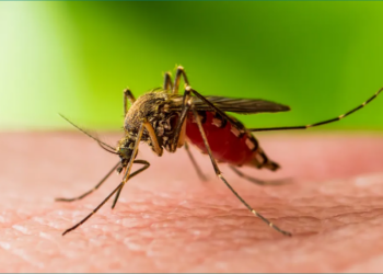 “Ethet e Nilit” rikthehet virusi në Shqipëri, alarmi shqetësues: 3 viktima dhe 17 të infektuar!