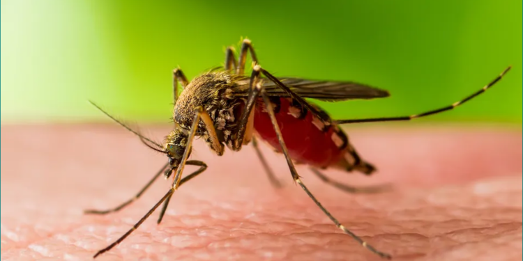 “Ethet e Nilit” rikthehet virusi në Shqipëri, alarmi shqetësues: 3 viktima dhe 17 të infektuar!