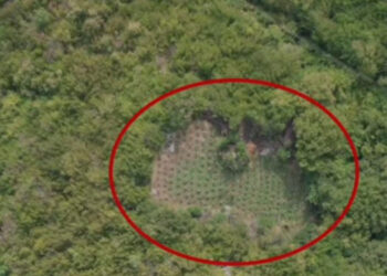 “Territor i pastër”/ Asgjësohen 1790 bimë kanabis në Shkodër, vijon puna për identifikimin e autorëve