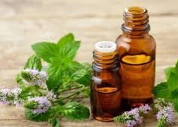 Vaji i mentes një mrekulli për shëndetin, ja përfitimet që sjell