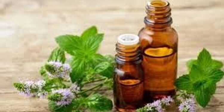 Vaji i mentes një mrekulli për shëndetin, ja përfitimet që sjell