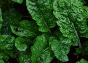 Sipas ekspertëve këto 4 vitamina duhet t’i merrni patjetër në vjeshtë