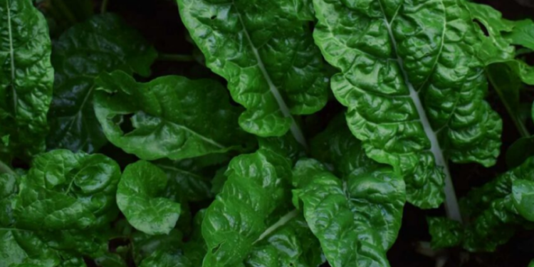 Sipas ekspertëve këto 4 vitamina duhet t’i merrni patjetër në vjeshtë