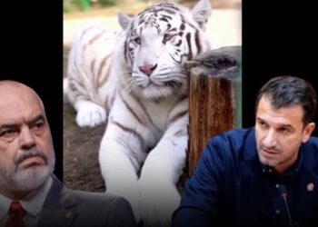 MESAZHI I ERJON VELIAJT/ Pas kontrolleve të SPAK dhe sekuestrimi i telefonit të bashkshortes së tij, Veliaj poston tigrin në facebook