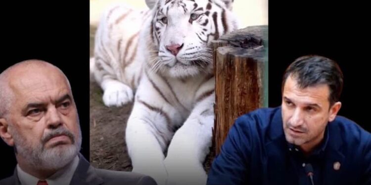 MESAZHI I ERJON VELIAJT/ Pas kontrolleve të SPAK dhe sekuestrimi i telefonit të bashkshortes së tij, Veliaj poston tigrin në facebook