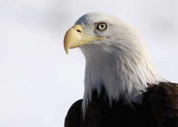 Joe Biden shpall zyrtarisht shqiponjën kokëbardhë zog kombëtar të SHBA