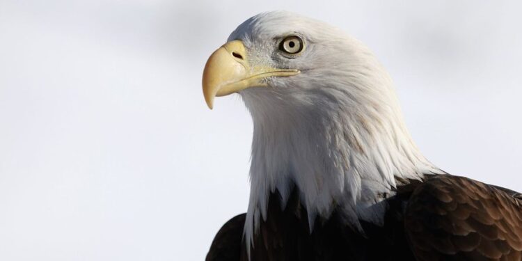 Joe Biden shpall zyrtarisht shqiponjën kokëbardhë zog kombëtar të SHBA