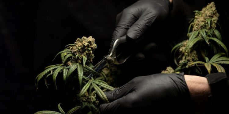 Vendimi/ Qeveria miraton në 7 qarqe parcela kanabisi, në total 138 fshatra, rekord Gjirokastra me 54