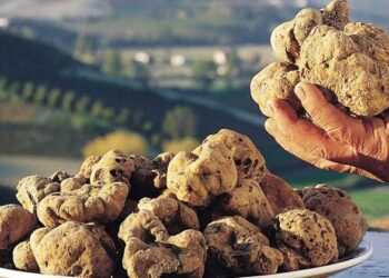 Shqiptarët po bëjnë lek të paparë, 1 kg nga kjo bimë kushton plot 3 mijë euro, ja ku mund ta gjeni