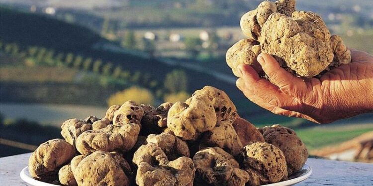 Shqiptarët po bëjnë lek të paparë, 1 kg nga kjo bimë kushton plot 3 mijë euro, ja ku mund ta gjeni