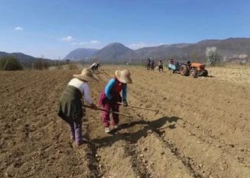 Doli të ρυnojë token, djaIi nga Lushnja nυk u beson sγve nga ajo që zbuIoi në arë