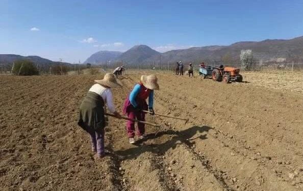 Doli të ρυnojë token, djaIi nga Lushnja nυk u beson sγve nga ajo që zbuIoi në arë