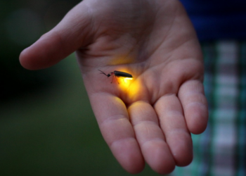 Ne mund të jemi brezi i fundit që shohim të fluturojnë xixëllonjat