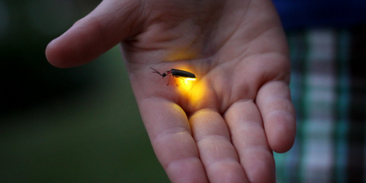 Ne mund të jemi brezi i fundit që shohim të fluturojnë xixëllonjat