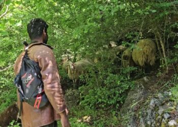 HISTORI NJERËZORE/ Braktis profesionin elektriçist IT në Indi, bëhet çoban në Shqipëri