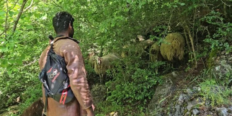 HISTORI NJERËZORE/ Braktis profesionin elektriçist IT në Indi, bëhet çoban në Shqipëri