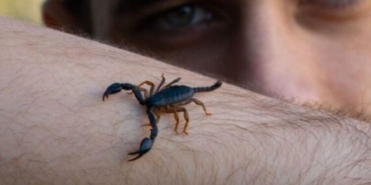 Studimi: Helmi i akrepit mund të përdoret për të trajtuar tumoret e kancerit të gjirit