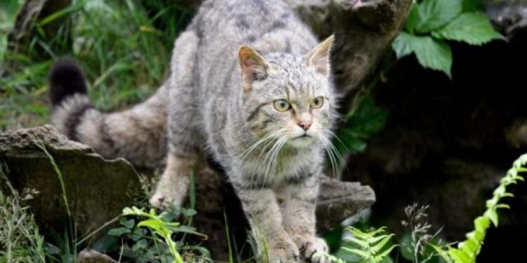 Zelanda e Re synon të eliminojë të gjitha macet e egra brenda 25 viteve