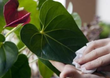 Ja pse është e domosdoshme pastrimi i bimëve në shtëpi