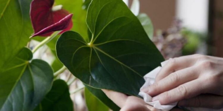 Ja pse është e domosdoshme pastrimi i bimëve në shtëpi