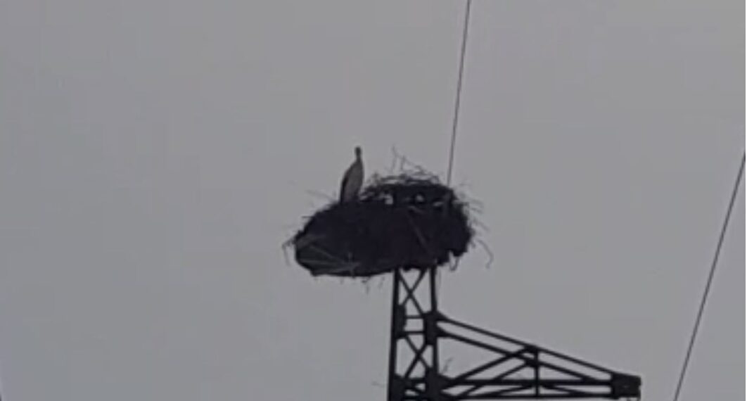 Gjirokastër, pranvera ka mbërritur/ Rikthimi i lejlekëve, simbol i natyrës që nuk harron rrugën