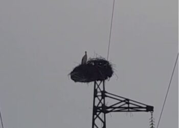 Gjirokastër, pranvera ka mbërritur/ Rikthimi i lejlekëve, simbol i natyrës që nuk harron rrugën