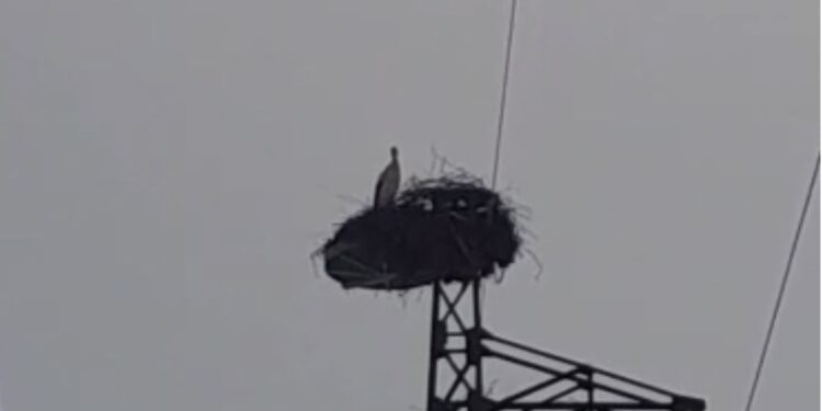 Gjirokastër, pranvera ka mbërritur/ Rikthimi i lejlekëve, simbol i natyrës që nuk harron rrugën